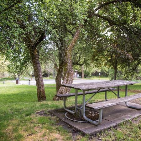 Picnic tables in picnic area, surrounded by green grass and trees.
