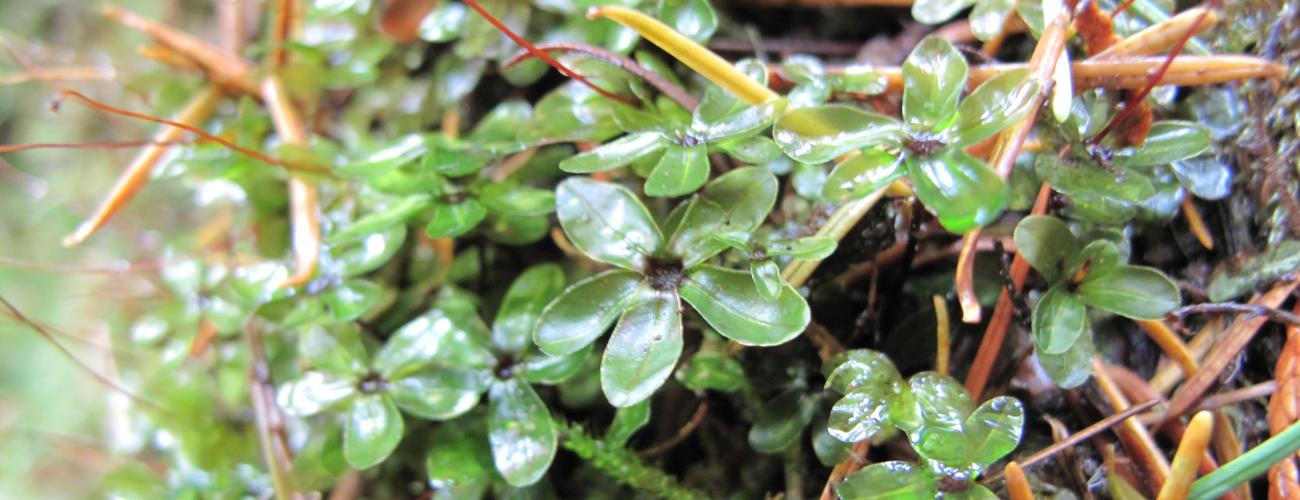 Close up of green liverwort. 