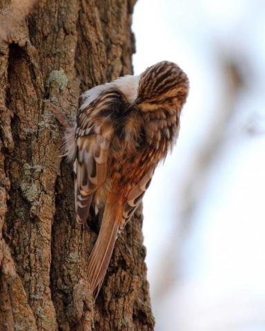 Tiny brown creepers are a bit tough to spot, but you can listen for them as they chirp loudly.