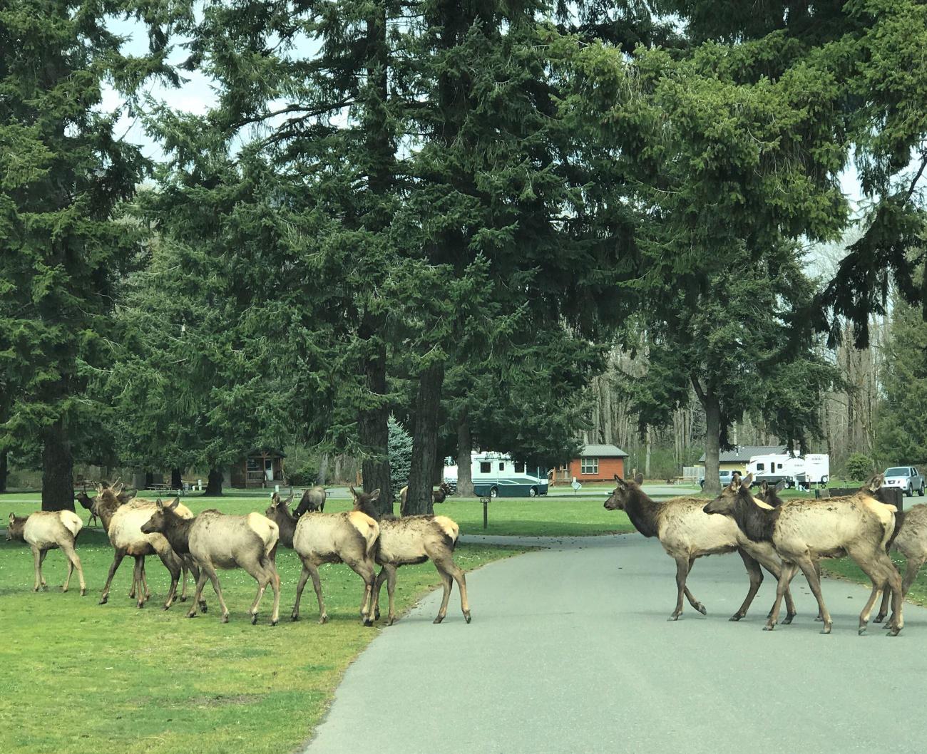 A herd of elk cross the road.