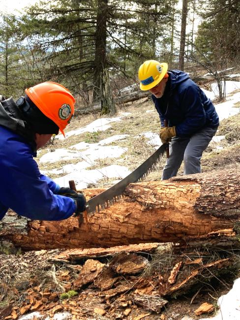 Two people use a hand saw to cut a fallen timber.