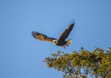 Eagle flying at Deception Pass State Park