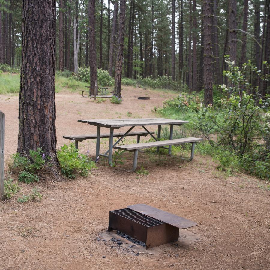 primitive campsite with picnic table and fire pit under trees