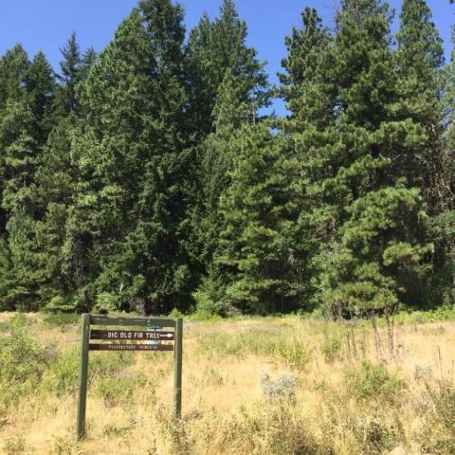 tall grassy field with tall pines in the near middle ground surrounding a trail sign