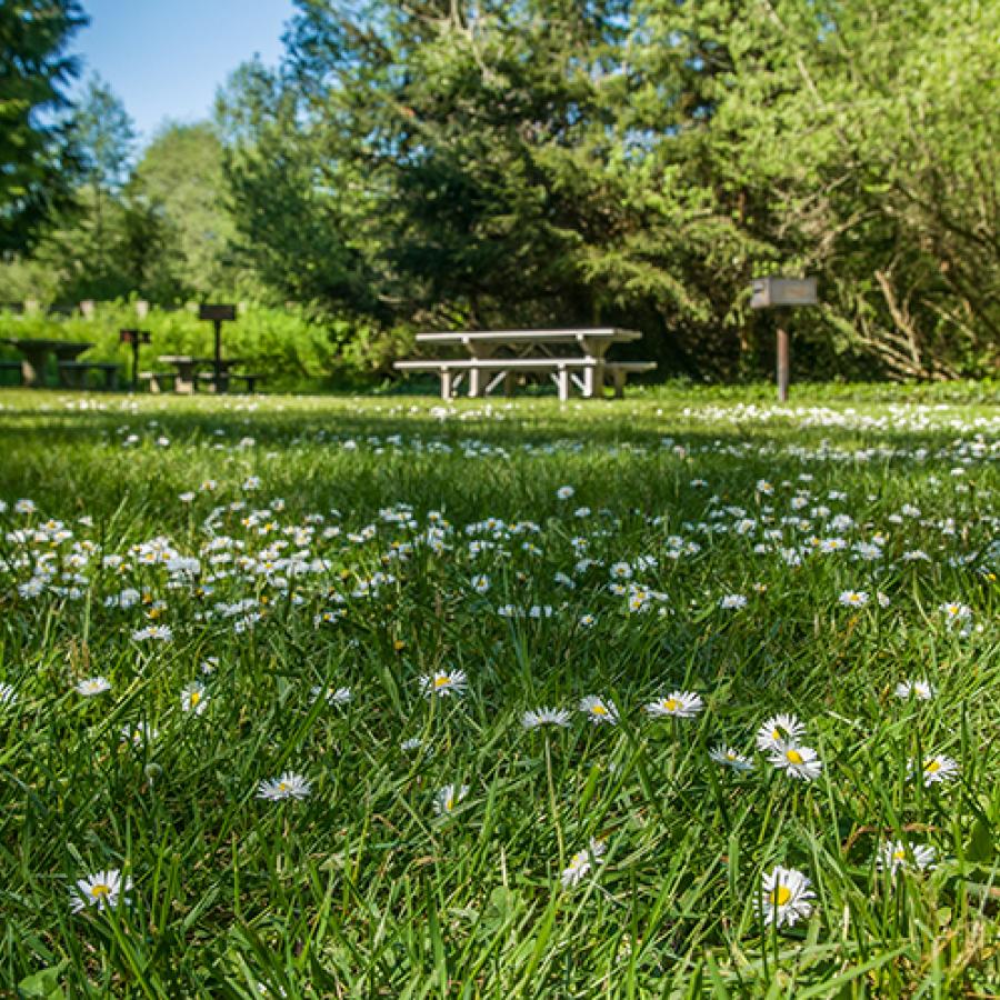 A field of daisies at Dash Point State Park.