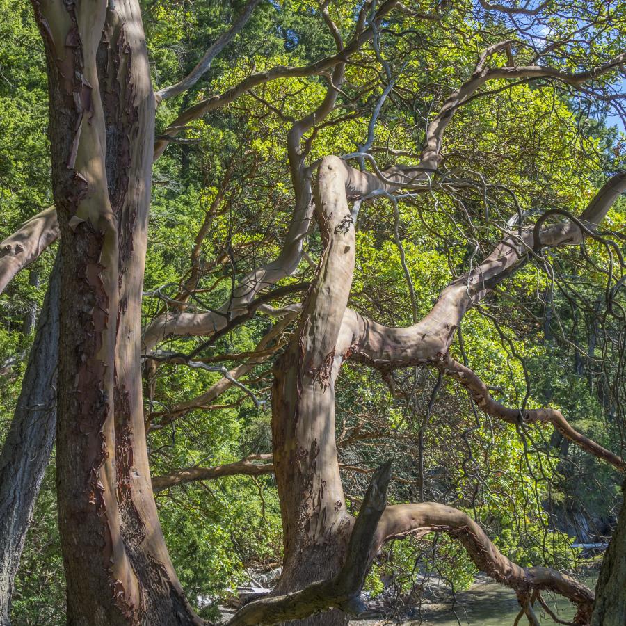 The unique trees covered green leaves at Hope Island State Park.