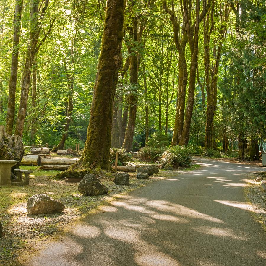 drive leading through the campground under canopy of tall pine trees with large boulders along the street