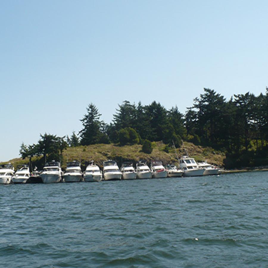 A row of white boats are moored along an arm of Saddlebag Island on a sunny day. There are evergreen trees and green grass on a hill behind them.