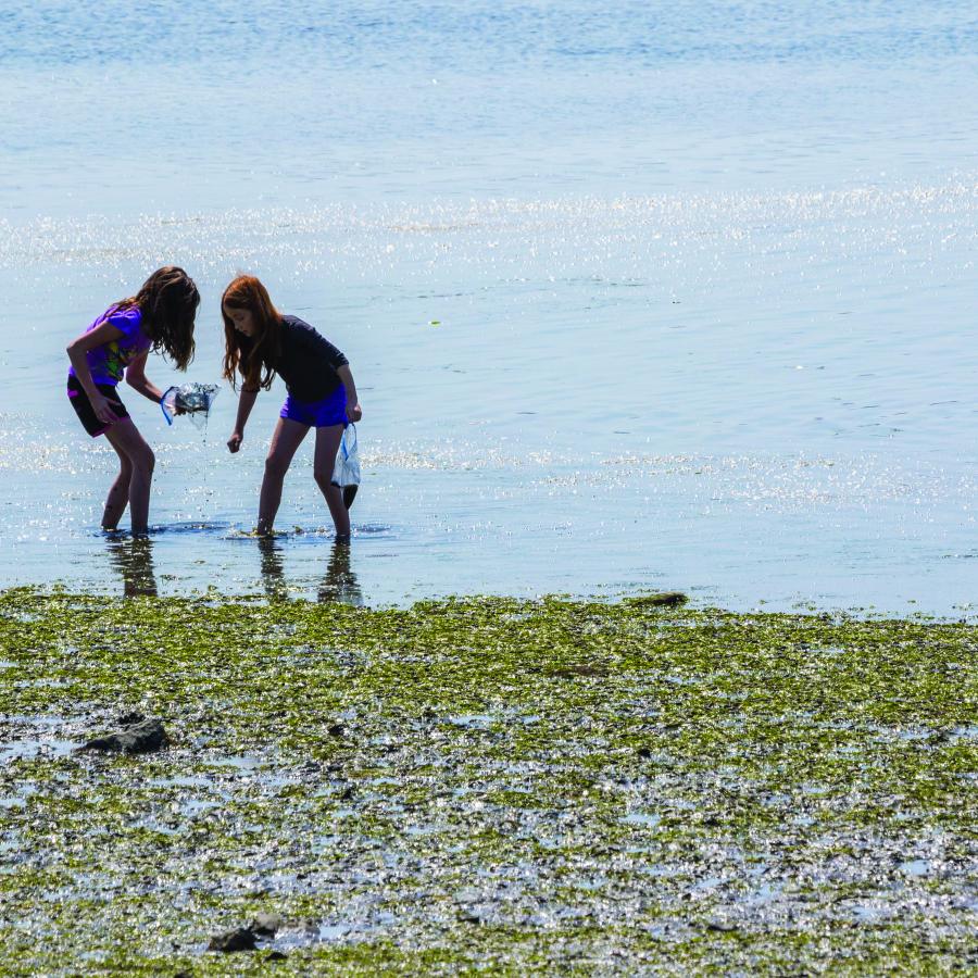 Two girls wade through low tide water looking at life below water. Seaweed covers the muddy beach with some rocks pocking through. 