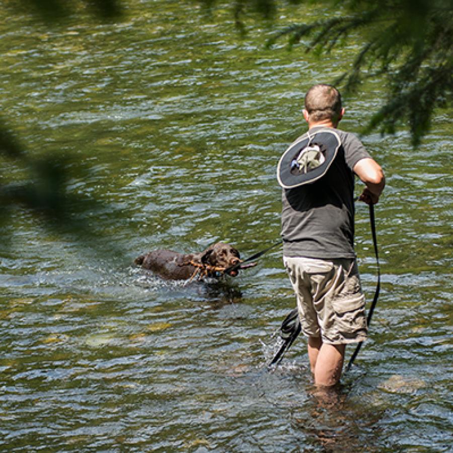 A person stands in olive green river water holding a leash for a dog that is retrieving a stick.