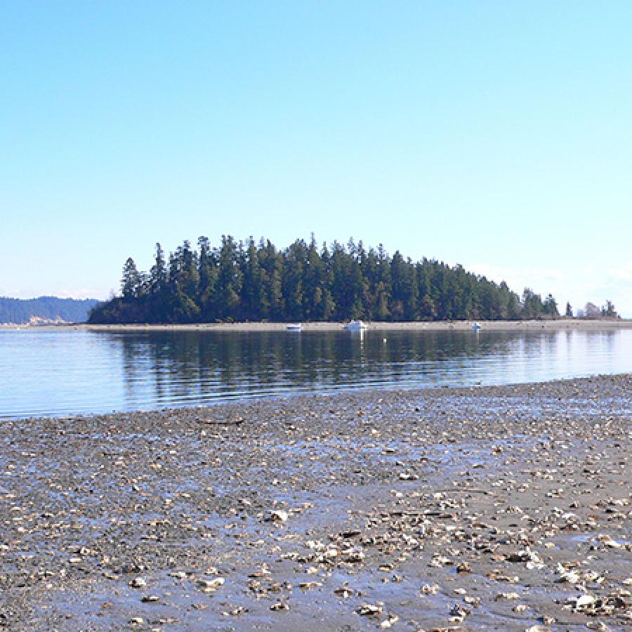 Pine-covered McMicken Island rises above it's reflection in glassy waters. A shoreline spans the distance under a blue sky. A rocky beach with shallow puddles is in the foreground.
