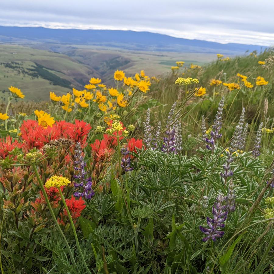 Columbia Hills, Dalles Mt Ranch wildflowers