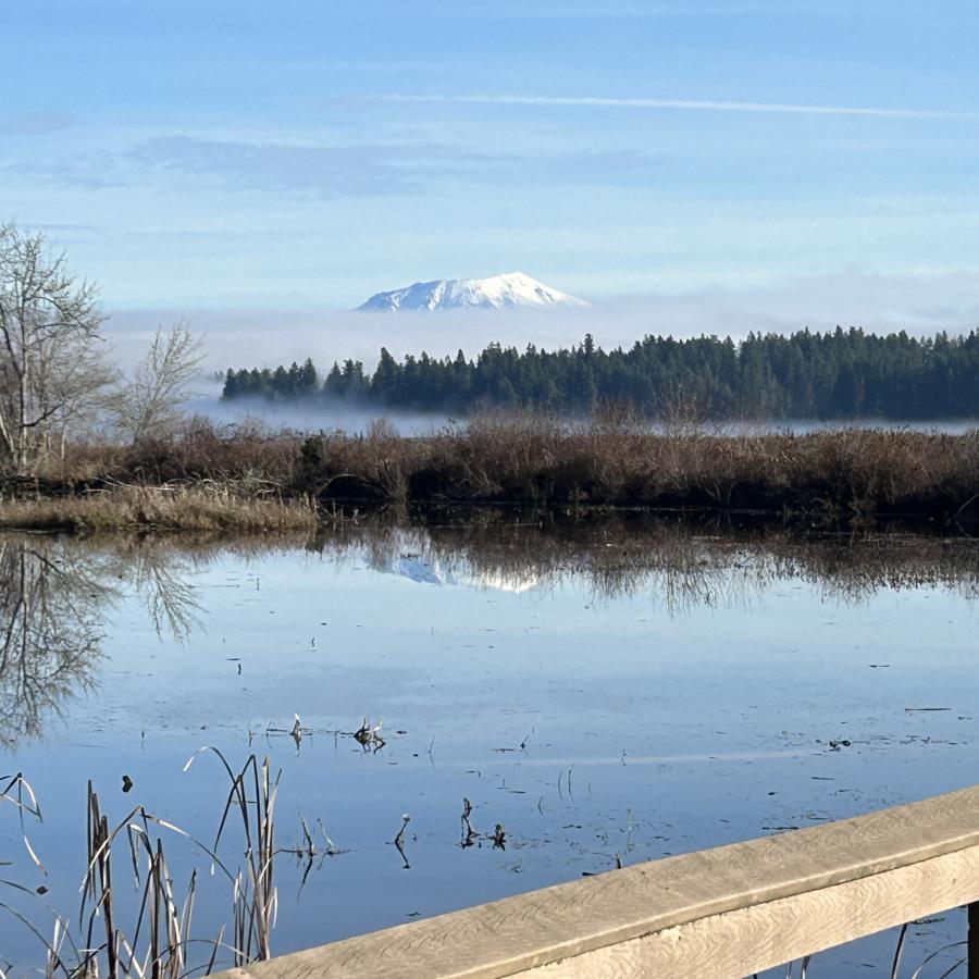 water with trees reflecting off a boardwalk with distant view of Mt. St. Helens Volcano shrouded with fog