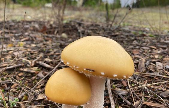Two yellow mushrooms