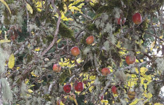 Red apples in tree
