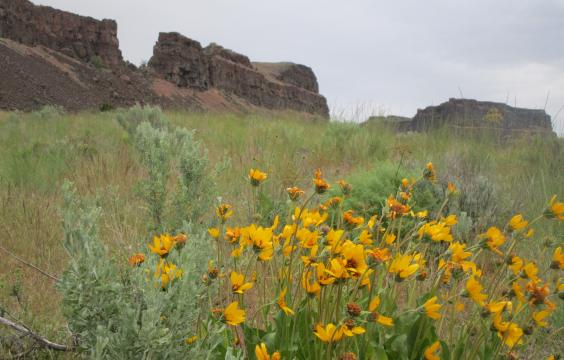 Yellow wildflowers and basalt cliffs.