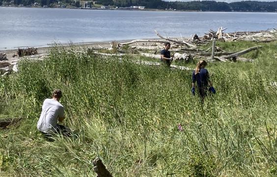 Volunteers pulling invasive species on beach