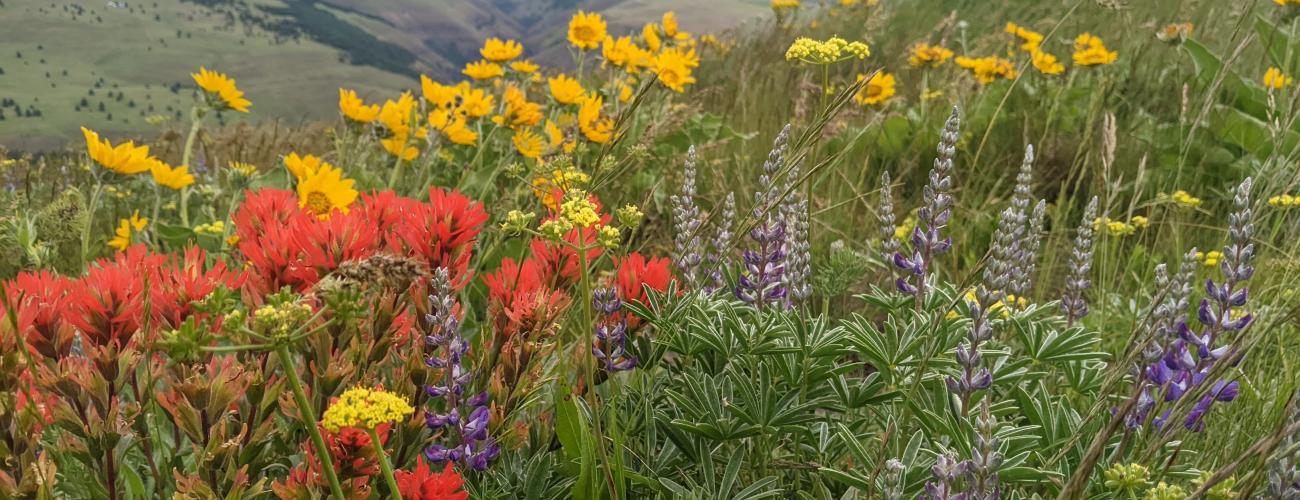 Columbia Hills, Dalles Mt Ranch wildflowers