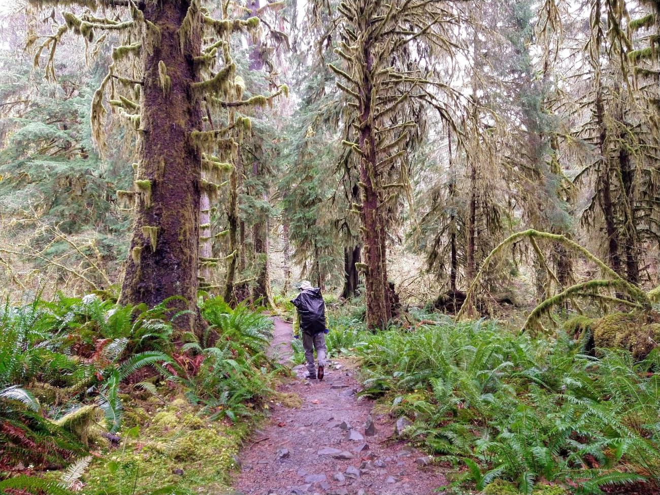 Stand of old-growth trees on both sides of a dirt trail