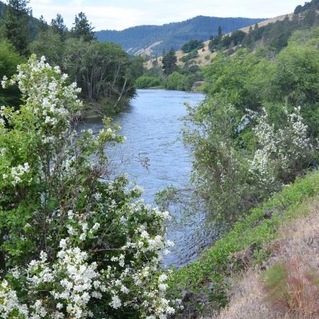 A river can been seen between flowering bushes from the trail.