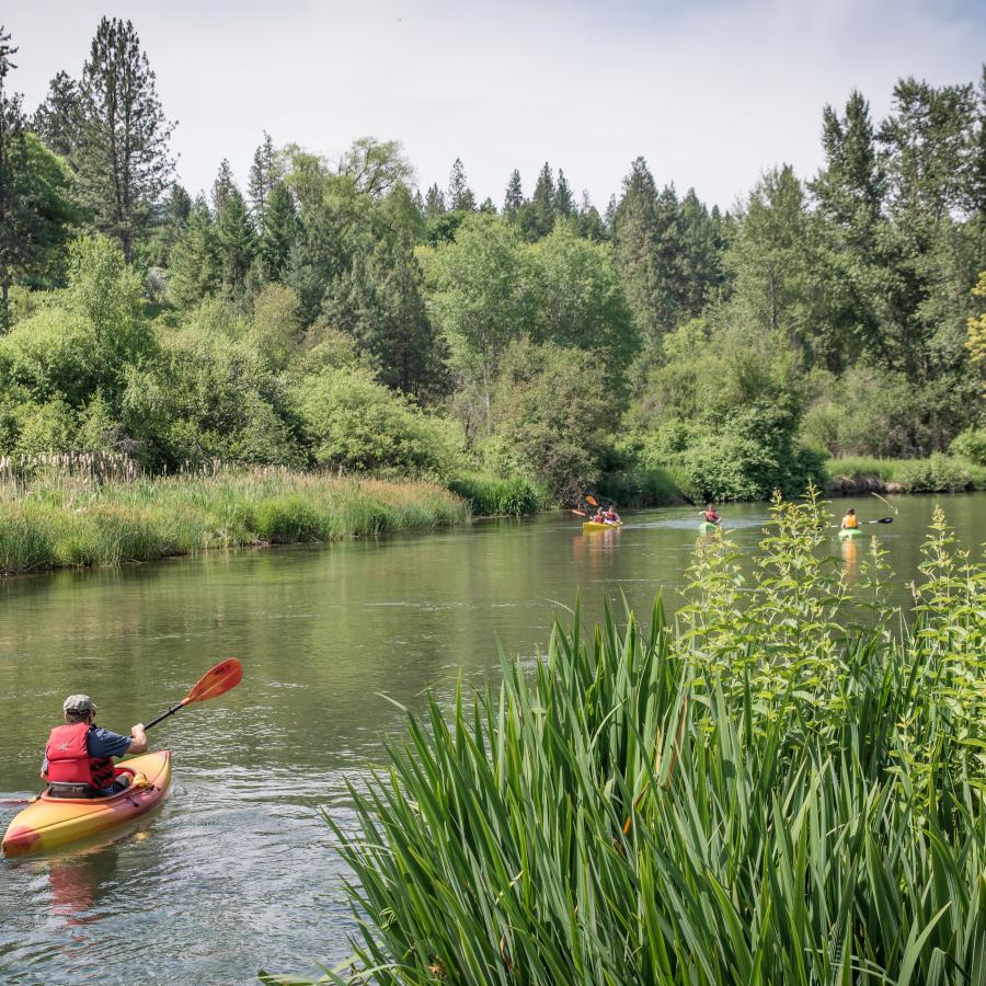 A group of kayakers paddle on the Little Spokane River with lush vegetation on either side of the river banks.
