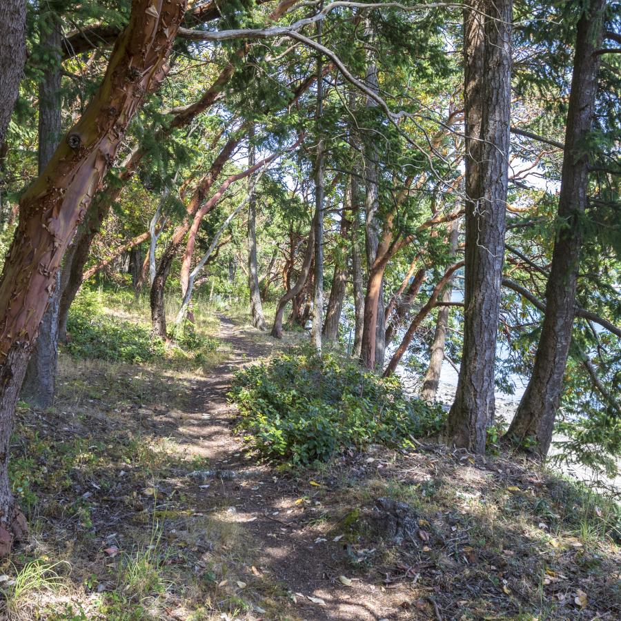 Wooded hiking trail.