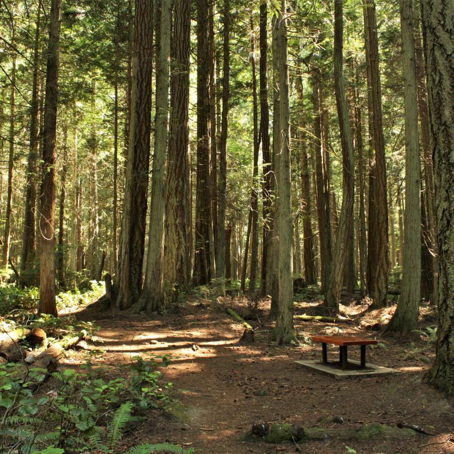 Trail through the forest with a bench.