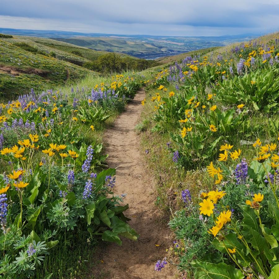 wild flowers of the Columbia Hills