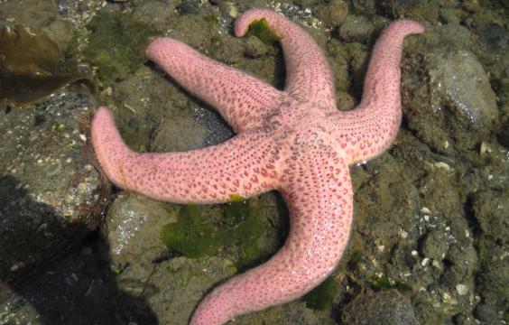 Orange sea star at Penrose Point