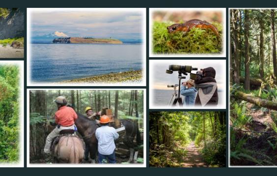 Collage of photos: beach cliffs, view of island, newt on lichen, forest trail with trees and ferns, tall tree, people riding horses, people taking pictures